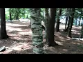 Rollins Pond New York State DEC Campground site 133
