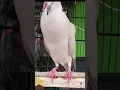 Download Lagu Burung puter lokal body big suara merdu... #puterlokal #shorts #burung #short #shortvideo