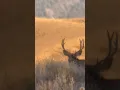 Golden hour with this stud muley. #deer #golden #rut #hunting #wyoming