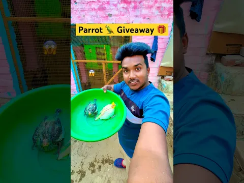😱 Parrot baby 🎁 Giveaway ✅ // baby parrot mini vlog // #birds #parrot #shorts #minivlog