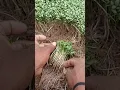 Download Lagu #methi  ( #fenugreek ) #farming at #aksabeach on 19/09/2022.....