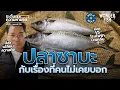 Download Lagu ปลาซาบะ กับเรื่องที่อาจยังไม่รู้ #wonderfish