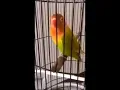 Download Lagu Burung Lovebird Paud Pasti Nyaut Jika Mendengar Pancingan Suara Ngekek Ini