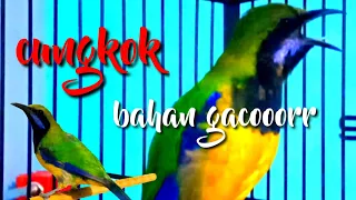 masteran cungkok bahan gacor isian mewah