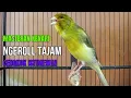 Download Lagu SUARA BURUNG Kenari GACOR PANJANG INI Cocok untuk Masteran KENARI PAUD dan Kenari Macet BUNYI |
