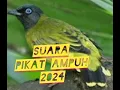 SUARA PIKAT BURUNG KUTILANG SUTRA BETINA AMPUH 2024