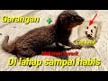 Download Lagu CARA AGAR GARANGAN/LASUN SUKA MAKAN CATFOOD. @bayhaqipetualang6664