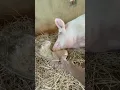 #animals #pigi #inthebarnonthepigfarm