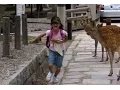 Download Lagu Nara Deer Park - japanese deer chasing child is hilarious - 奈良公園の鹿 attack