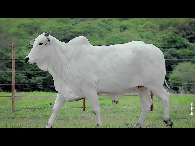 Matriz Nelore FVCP - 2892