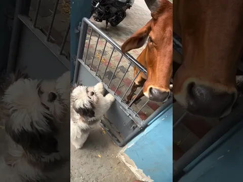 Dogeshbhai को पसंद नहीं… मेरे दरवाजे पर कोई खड़ा हो! 😂