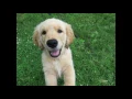 Velvet Snout Commercial