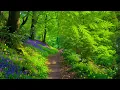 Download Lagu Harmonious music to relieve fatigue, restore energy and find inner peace