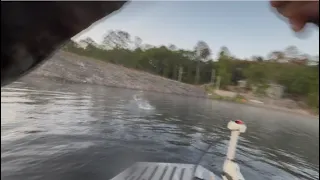 FISH AFTER FISH