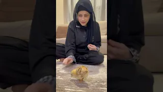 البنت والصوص ام سيف ونانو 