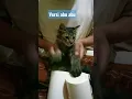 Download Lagu drummer puppy cat , melody versi abu #shorts #viral #kucing #cat