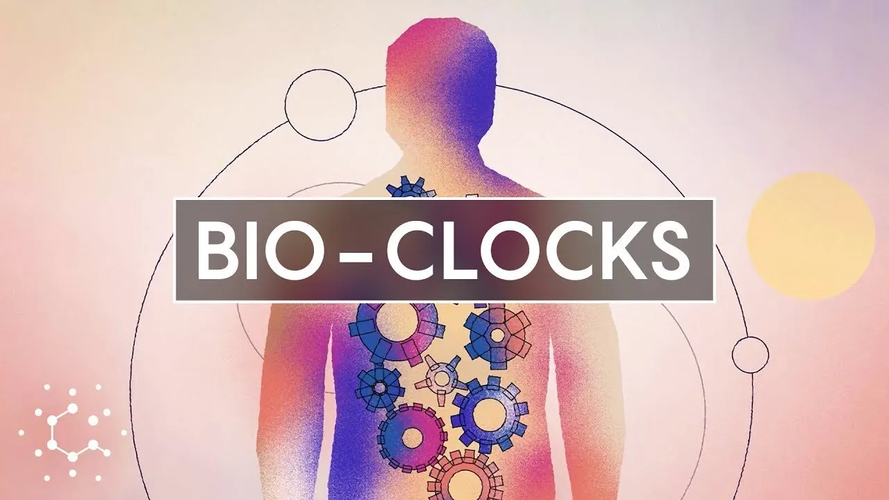 How Our Cells Track Time: Circadian Rhythms Explained