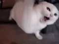angry cat gif