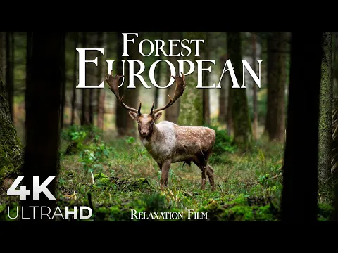 Download MP3 Forest 4K 🦌 European Nature Relaxation Film - Peaceful Relaxing Music - 4k Video UltraHD