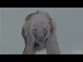 Video di Game Revealed: Season 7 Episode 6: Zombie. Polar. Bear. (HBO)