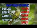 Download Lagu Suara Burung Brinji Rambut Tungkir Tajam Jernih Rapat Cocok Buat Masteran #masteranburung #fyp #fypシ