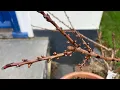 Patio apricot and patio cherry update looks like there are plenty of potential flower buds