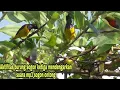 Download Lagu Aktifitas burung sogon di alam liar ketika dengar suara mp3