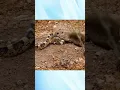 Download Lagu Tikus memangsa ular cobra//king cobra vs mouse #animal #tikus #ularberbahaya #ularcobra #ularvstikus