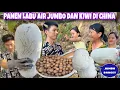 Download Lagu HARI PERTAMA SETELAH SAMPAI DI DESA CHINA LANGSUNG PANEN LABU AIR JUMBO DAN BUAH KIWI LIAR