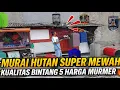 Lagu GAK MASUK AKAL‼️ KIOS BURUNG DI ATAP RUMAH 🔥JUAL MURAI HUTAN KUALITAS BINTANG 5 HARGA MURMER