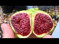 The Adriatic Figs are Performing the Best this Fall Proscuitto Harry s Crete Rockaway MORE