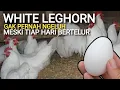 Download Lagu AYAM INI GAK PERNAH NGELUH❗MESKI HAMPIR TIAP HARI BERTELUR || WHITE LEGHORN