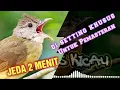 Download Lagu Khusus Masteran || Cucak jenggot Jeda 2 Menit || Durasi 1 jam Jernih