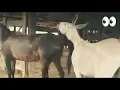 Download Lagu Donkey or Horse? Shocking Differences You Didn't Expect!