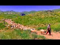 Download Lagu Hakkari’de Kürt Köylülerinin Misafirperverliği ve Doğal Güzellikleri