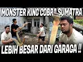 Download Lagu MONSTER KING COBRA SUMATRA SULIT DIKENDALIKAN !! BESARNYA NGELEBIHIN GARAGA !!