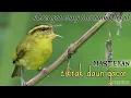 Download Lagu cikrak daun gacor || blerengan gacor || mozambik lokal || suara pikat cikrak daun || Niki Bos