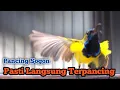 Download Lagu Pancingan SOGON Malas Bunyi, Sebentar Saja Langsung Nyaut RESPON Dengar Pancingan Ini.