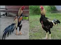 Download Lagu Melihat Koleksi Ayam Wido Super Pak Cholis, Semua Jenis Khoytrad