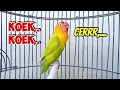 Download Lagu Lovebird Gacor NGEKEK PANJANG, KOEK KOEK FIGHTER Bikin Emosi, Lovebird Macet Bisu Langsung NYAUT