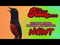 Download Lagu pancingan murai batu AGAR BUNYI jitu untuk JADIKAN murai batu GACOR EMOSI❗