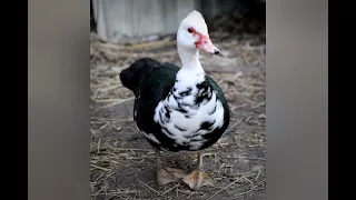 يا حلاوة شبكتي         دندنها