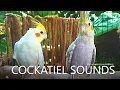 Download Lagu Cockatiel Sounds - Lutino and Pearl From Nono