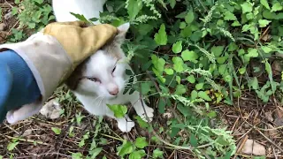 I was chopping wood and a cat came out of nowhere - UNEDITED VLOG