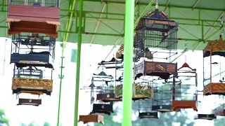 gantangan tledekan piala kapolda jateng magelang tgl 22 juli 2018 sesi a