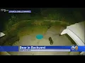 Bear Revisits Simi Valley Home After Getting Into Trash Can