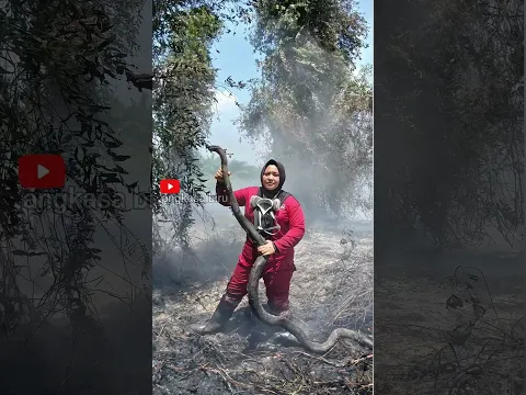 Piton Masuk Rumah Saat Karhutla 🔥#karhutla #piton #orangutan