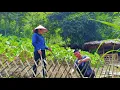 Download Lagu LAN's great idea and CUONG's skillful hands have created a beautiful bamboo fence
