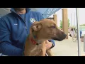 Pet adoption Tour for Life events in Shreveport and Marshall this weekend