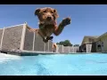 The Bone Adventure Swim Club
